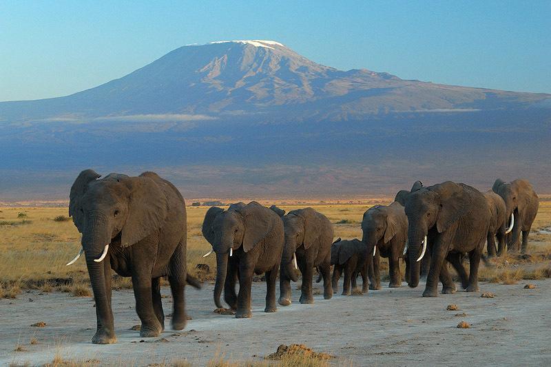 Hotel Maasai Simba Camp à Amboseli Extérieur photo